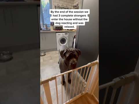 This Dog Can’t Be Helped ??