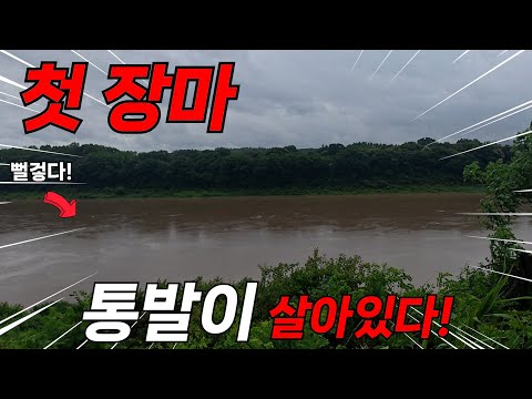 엄청난 첫 장마에 없어진 줄 통발이 살아있습니다! 너무 많이 잡혀서 수조가 꽉 찼어요!