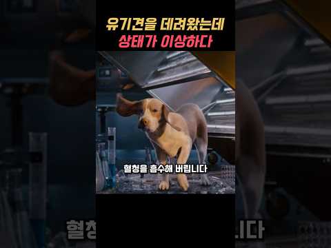 유기견을 데려왔는데 상태가 이상하다