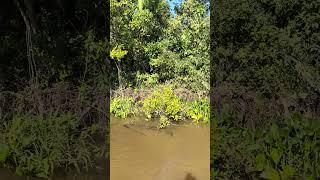 Ela estava pronta para atacar Onça pintada do Pantanal.