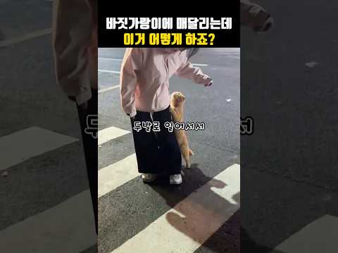 바짓가랑이에 매달리는데 이거 어떻게 하죠?#길냥이 #고양이