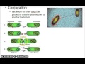 Antibiotics and Bacterial Functions