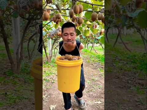 Best relaxing fruit tree farming | Oddly satisfying fresh fruit | Fruit Ninja Harvesting #555