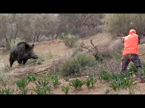 TOP 10  WILD BOAR HUNTING || Best Scenes ||SEASON: 2022 - PART 2