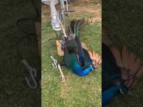 A peacock that knows how to show gratitude #animals #shorts