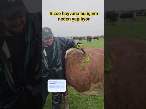 Sizce hayvana bu işlem neden yapılıyor olabilir #keşfet #hayvan #inek #doğa #hayvancılık