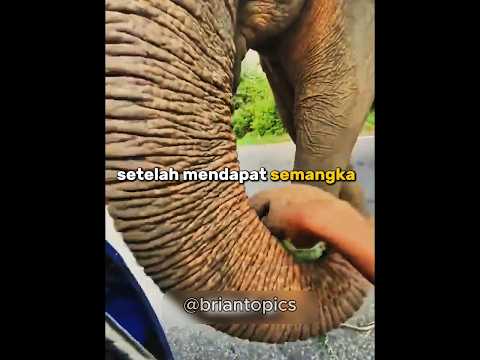 Gajah ini terlalu banyak mengambil semangka.. #shorts