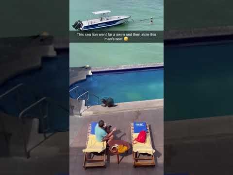 Sea Lion Steals Pool Chair