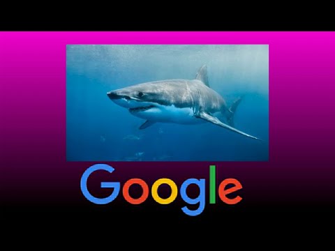 kalo gw ketemu ikan hiu megalodon gw hapus game kesukaan - google serch hiu