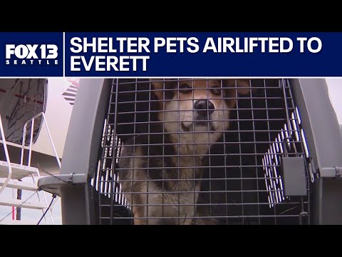 Shelter pets airlifted to Everett | FOX 13 Seattle