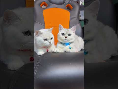 КОЛЫБЕЛЬНАЯ ДЛЯ КОТЕНКА #cat