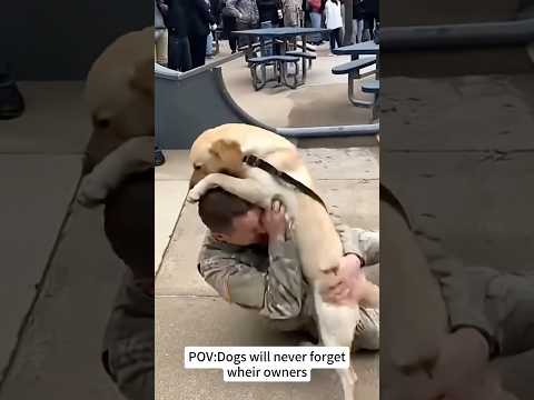 🥰 Heartwarming Soldier Homecoming: Dog Spots Dad Instantly #soldier #doglove #homecoming