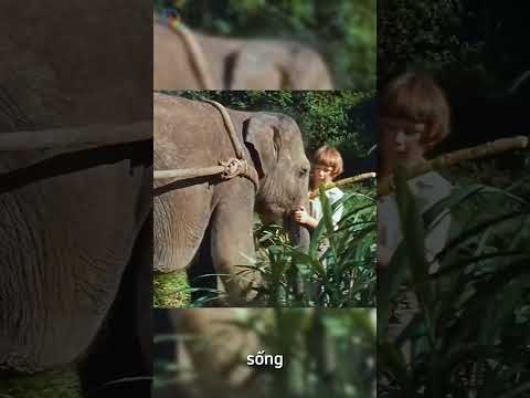 Gia đình sống sót trên đảo hoang và xây được ngôi nhà trên cây có điện