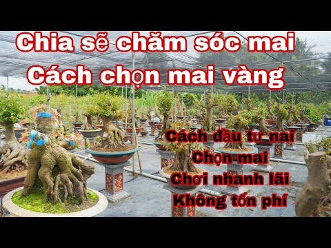 chia sẽ cách chăm sóc mai vàng cùng ae đam mê . vườn mai vàng quá đẹp , ace nên học hỏi sưu tầm