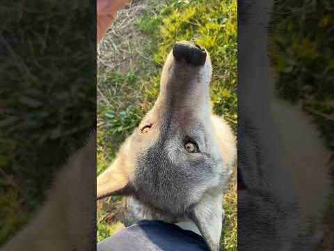 울프독 달걀 까먹기