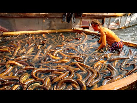 How To Raise Billions Of Eels in China and Japan, Eels Harvest and Process - Eel Farm Technology