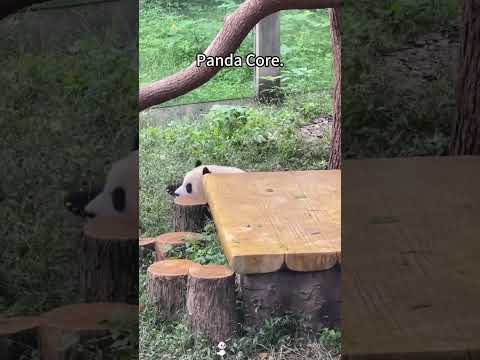 Panda Core.#panda #pandas#funny #for #flypシ #foryou #fyp #foryoupage #funnyvideo #cute #pet #animal