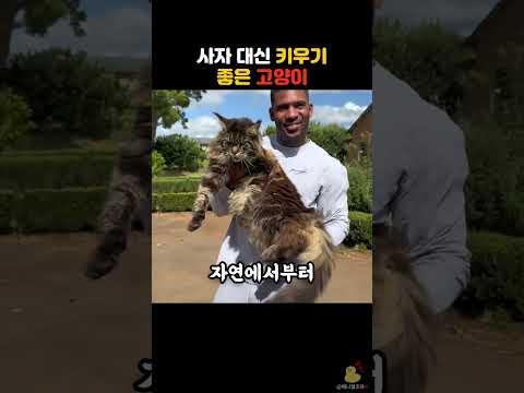 사자 대신 키우면 좋은 고양이 #동물