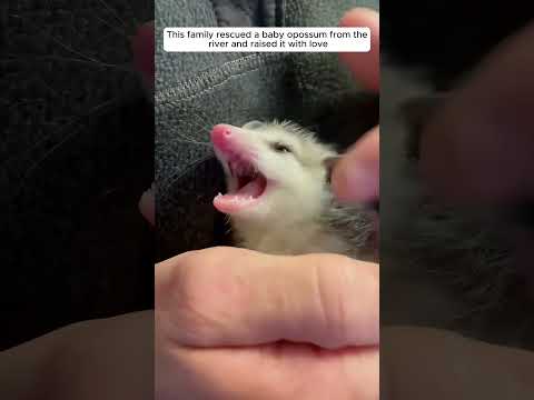 Rescue a baby opossum from the river and then #animalshorts #shortvideo  #animalrescue