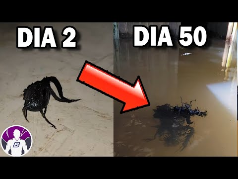 La Aterradora Criatura de Panamá. El meteorito de Panamá