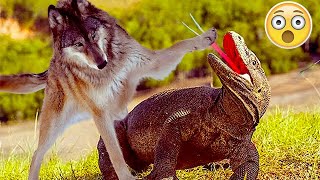 PERROS SE ENFRENTAN CON LAGARTOS GIGANTES Y IGUANAS
