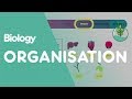 Understanding Levels of Organization in Organisms