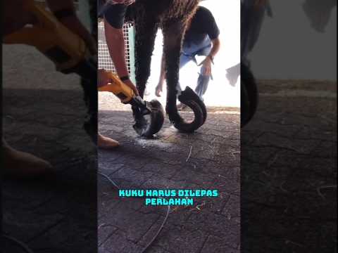 subscribe untuk info kondisi kuda 🫵😁 #animals #horse
