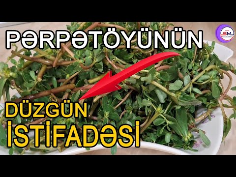 Pərpətöyün bitkisinin saydıqca bitməyən faydaları