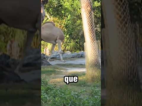Animais que SOBREVIVEM mesmo CORTADOS.