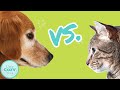 Dogs vs. Cats: The Ultimate Pet Showdown