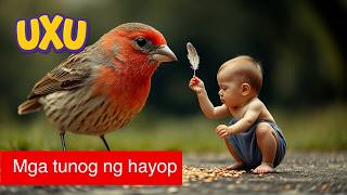 Mga tunog ng hayop #UxU_Filipino – Para sa mga bata at kinder