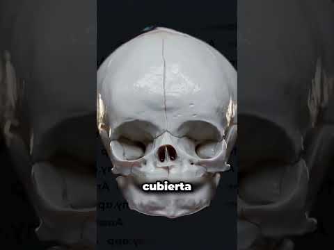 ¿Por qué la cabeza de los bebés es tan delicada?