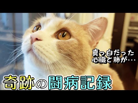 「長くは生きれない」と宣告された猫に起こった小さな奇跡