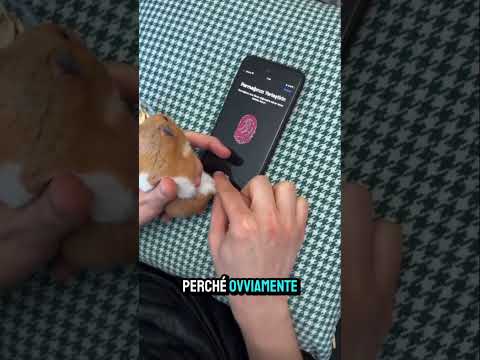 Criceto ID ๐น #youtubeshorts #facts #shorts #shortsfeed #viralshorts #shortsviral