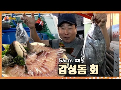 돈 주고도 먹기 힘든 "대물 감성돔 53cm" 찰떡처럼 쫄깃합니다~