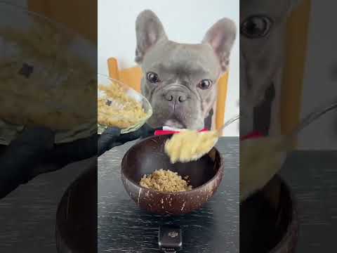 soy un bebito guapo? #viral #perros #perrofeliz #dúo