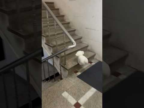 유치원 뛰어가는 댕댕이 ㅋㅋㅋ 6탄