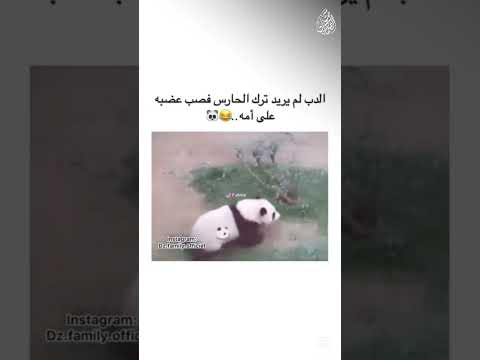 أجمل فيديو ستشاهدها اليوم 🤩🤩 القارئ موسى الصمادي || #quran #shorts #shortvideo