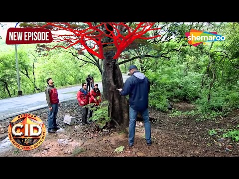 CID कैसे करेगी Red Tree का केस Solve || CID - Hindi Crime Show | New Episode