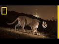 Mountain Lion Tracking and Photography