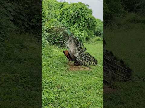 MOR peacock #peacock