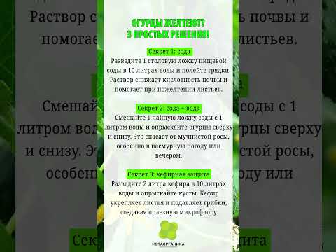Огурцы желтеют? Вот 3 простых решения