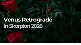 Venus Retrograde in Skorpion 2026