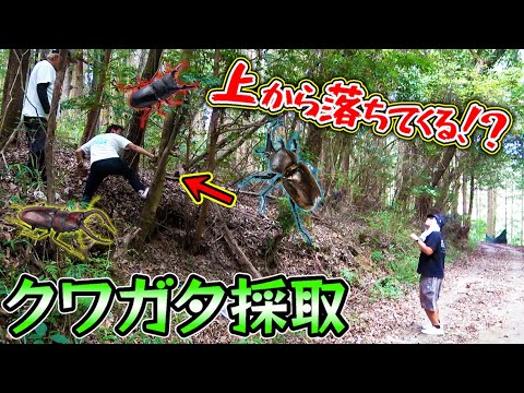 クワガタ調査に行ったら水牛と呼ばれるクワガタが！！！