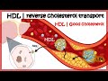HDL Function and Cholesterol Transport