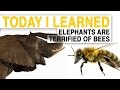Understanding the Interaction Between Bees and Elephants