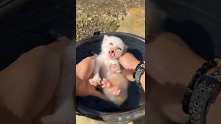 Cute kitten first bath very cute 😍 #cat #kitten #kucinglucu #catlovers #funny