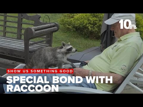 YouTube video thumbnail: Connecticut Man, 82, Builds Unbelievable Bond With Raccoon