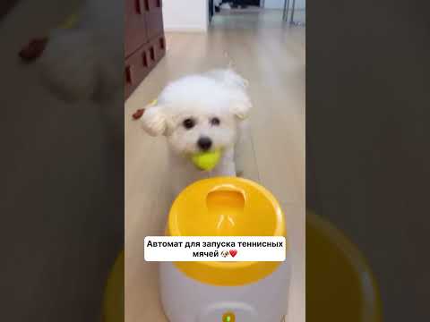 Артикул Яндекс маркет: YM10128304 Али: ALI112771937