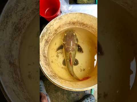 വലിയ Red Tail Cat Fish...🐋